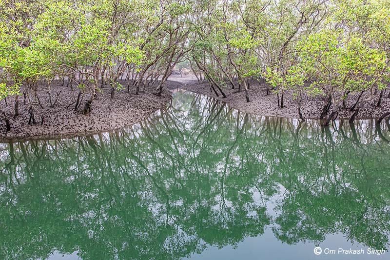 Green reflections in the delta waters of Sundarban National Park for improving mental health - in South 24 Parganas district, West Bengal